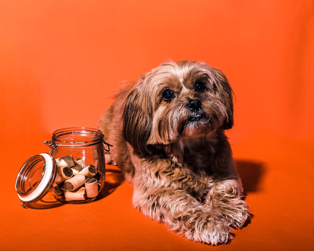Discover the Benefits of Honest Paws for Your Pet